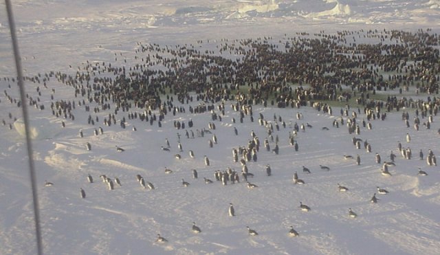 Muerte masiva de pingüinos Adelia en la Antártida